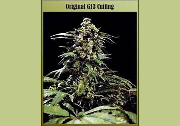 G-13