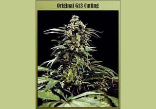 G-13