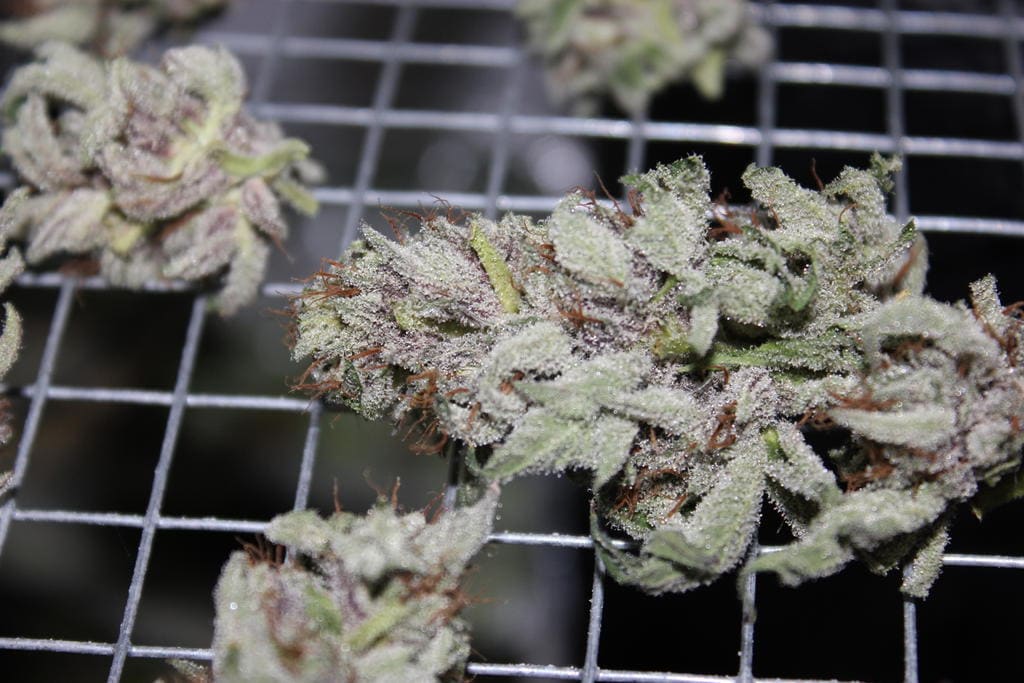 Bubba Kush