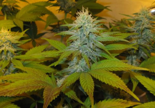 White Widow