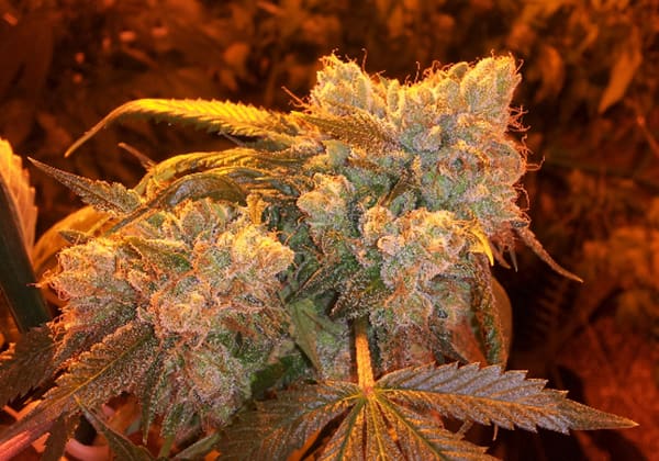 Larry OG Kush