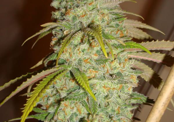 Green Crack