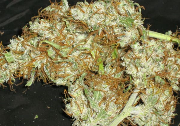 Hawaiian Snow