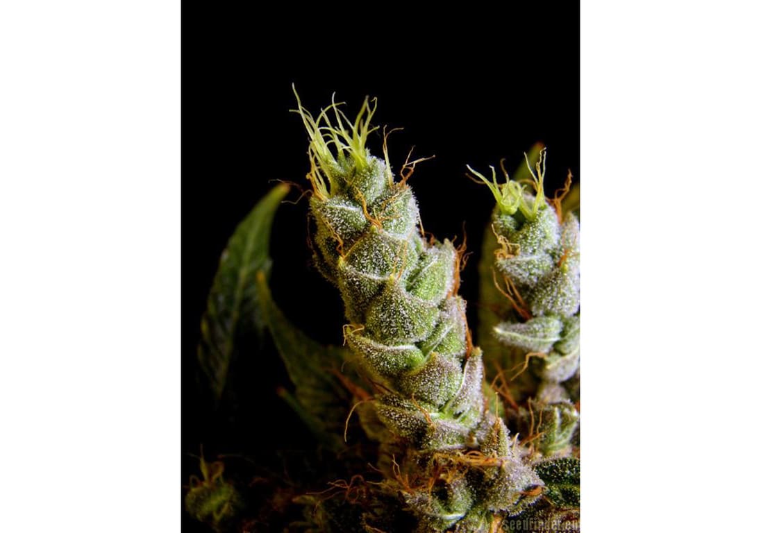 Skywalker