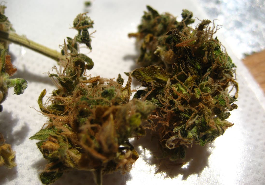 Red Dragon