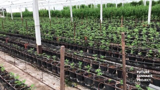 Coco Coir Side By Side Comparison