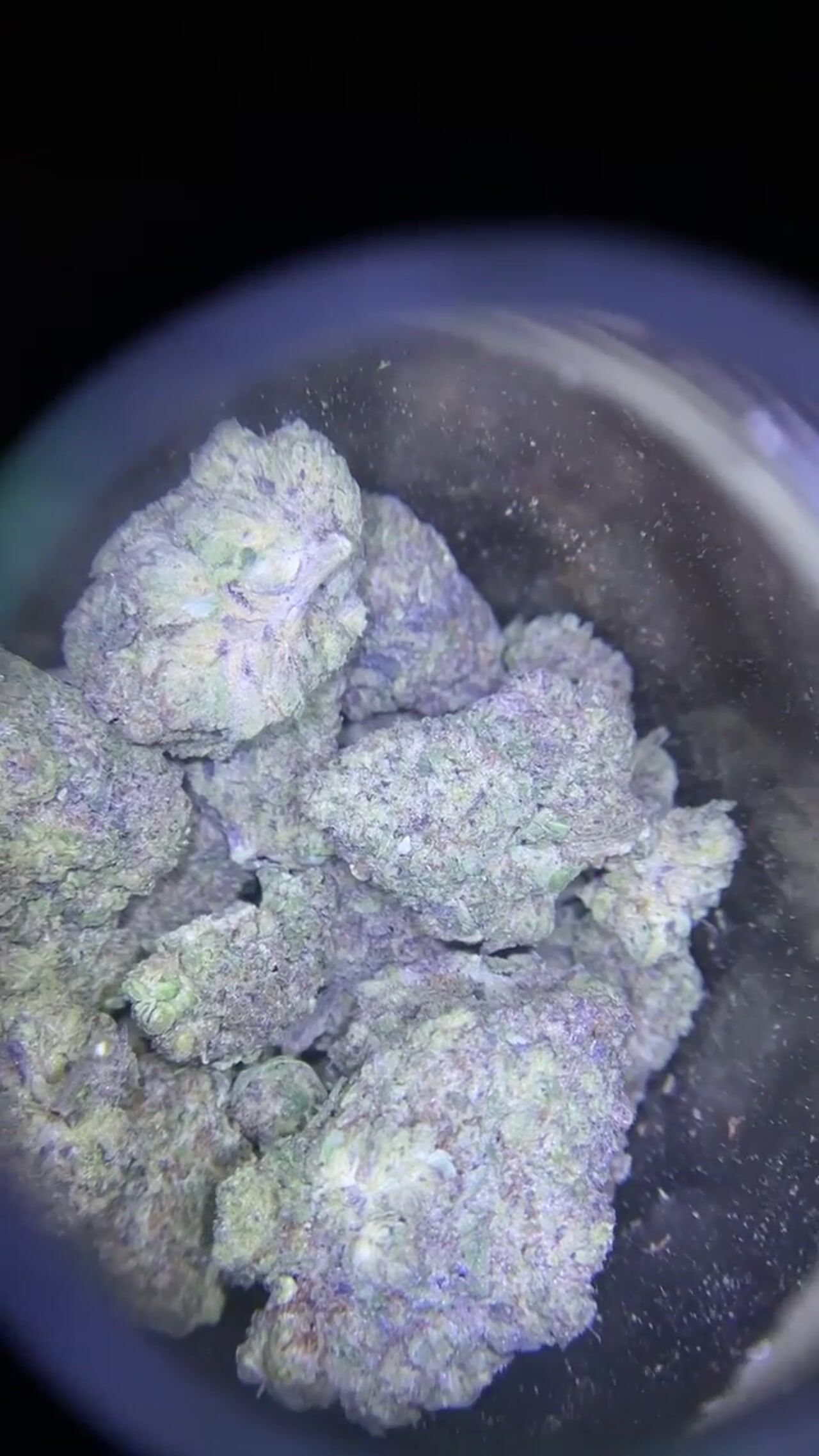 Gorilla glue up close and personal