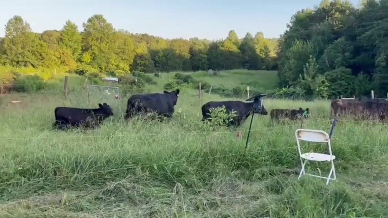 Cows