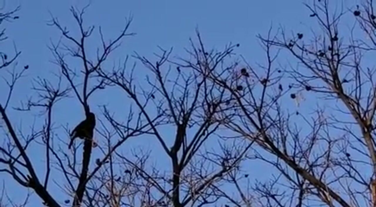 10 Seconds of Mindfulness: Toucan Tree