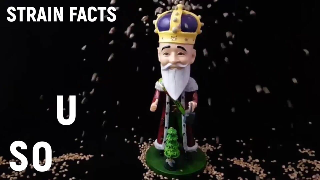 SOUR DIESEL Seeds Strain Facts - Crop King Seeds