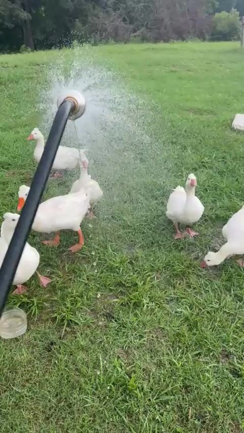 Shower the Geese