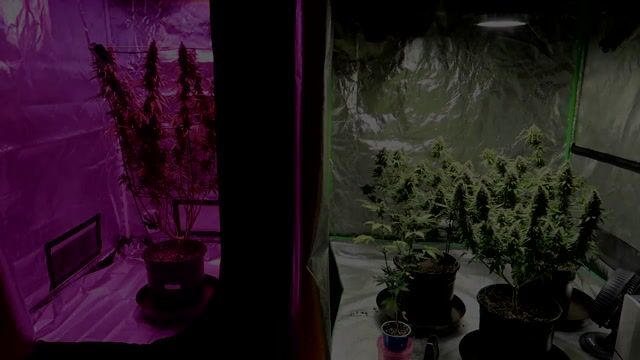INDOOR CANNABIS GROW SERIES SEASON 03 EPISODE 10