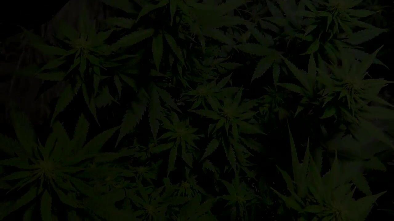 INDOOR CANNABIS GROW SERIES SEASON 03 EPISODE 7
