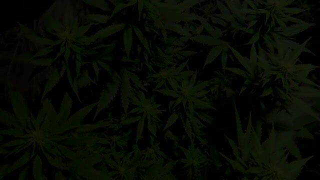 INDOOR CANNABIS GROW SERIES SEASON 03 EPISODE 7