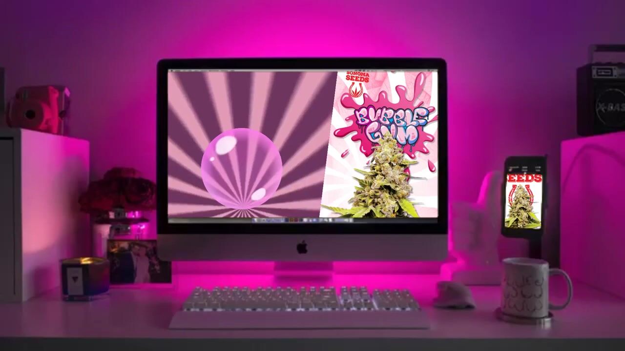 Bubblegum Hybrid Feminized Marijuana Seeds Strain Characteristics - Sonoma Seeds