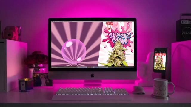 Bubblegum Hybrid Feminized Marijuana Seeds Strain Characteristics - Sonoma Seeds