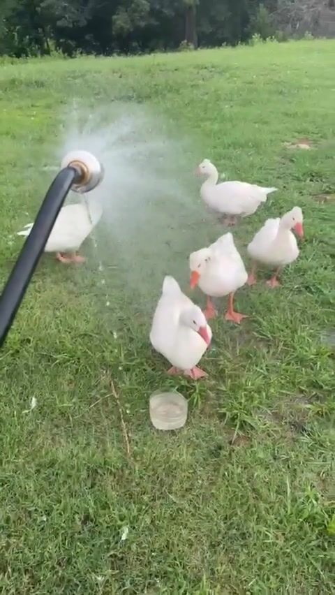 1 duck
