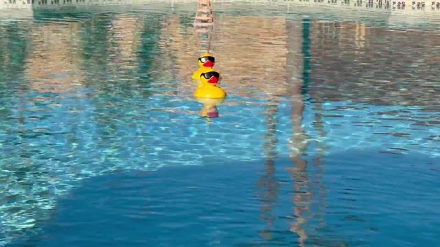 Quack Quack