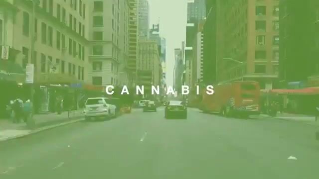 WeedTV "On Location"