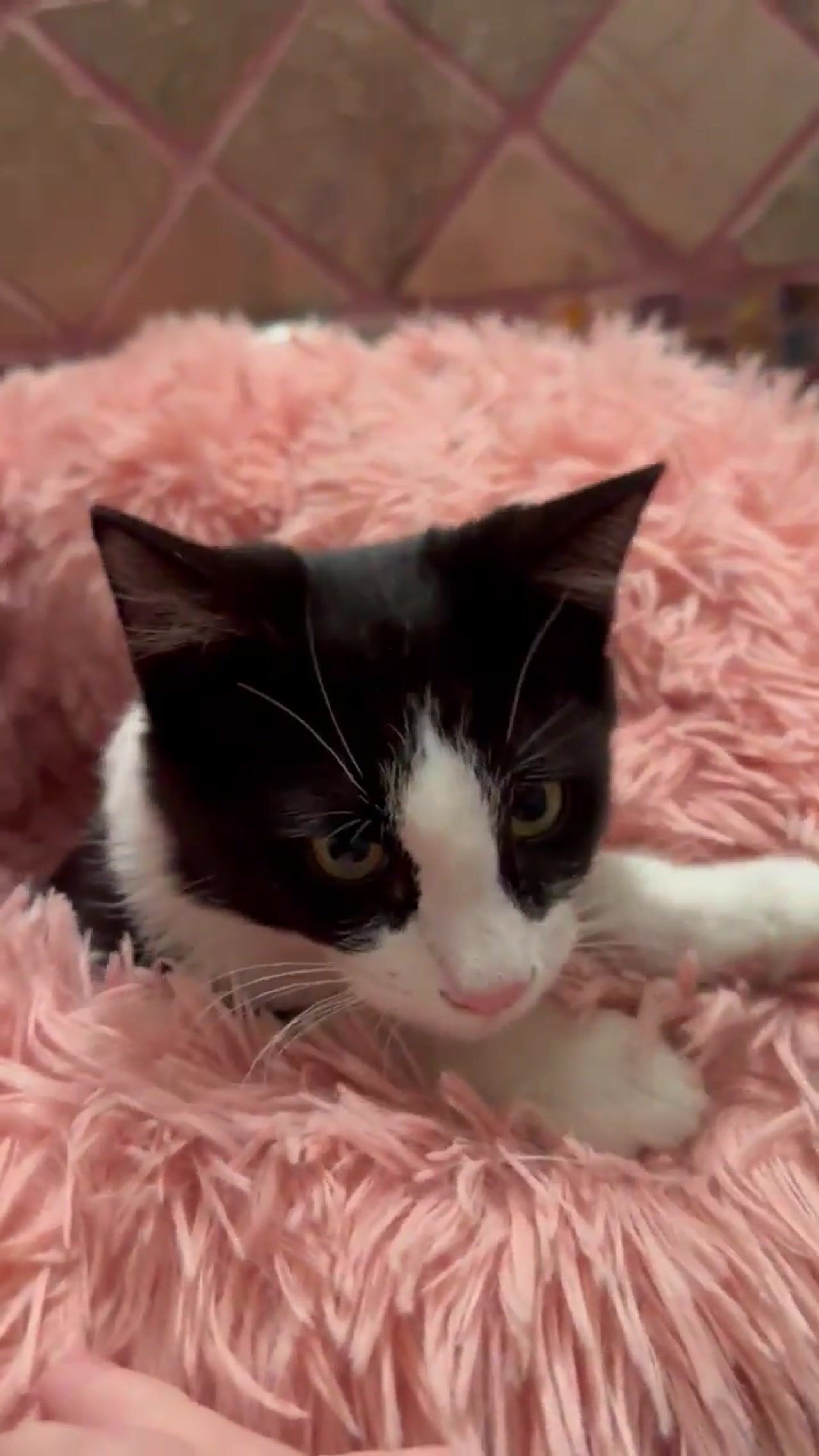 Meow