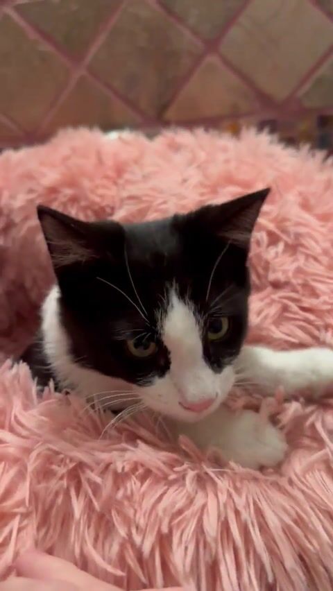 Meow
