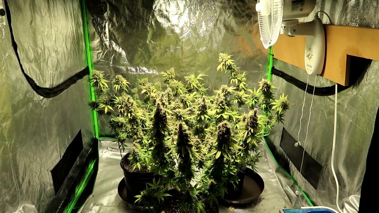 INDOOR CANNABIS GROW SERIES SEASON 03 EPISODE 11