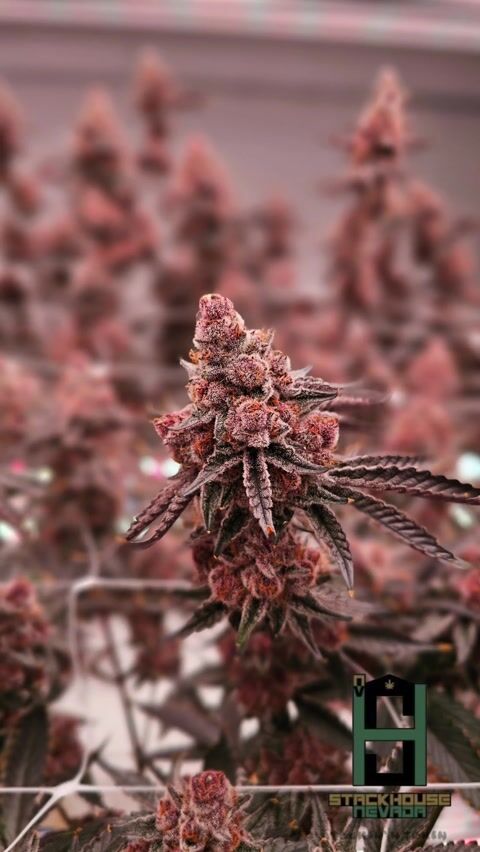 Stackhouse Cultivation Las Vegas, Nevada
