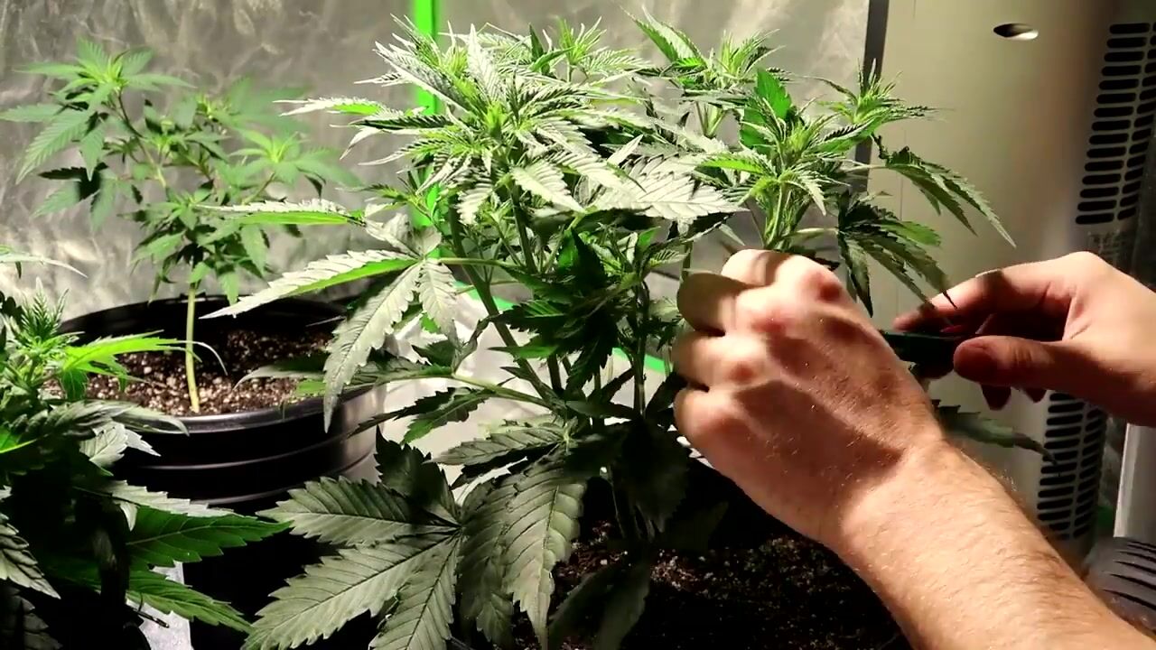 INDOOR CANNABIS GROW SERIES SEASON 03 EPISODE 6