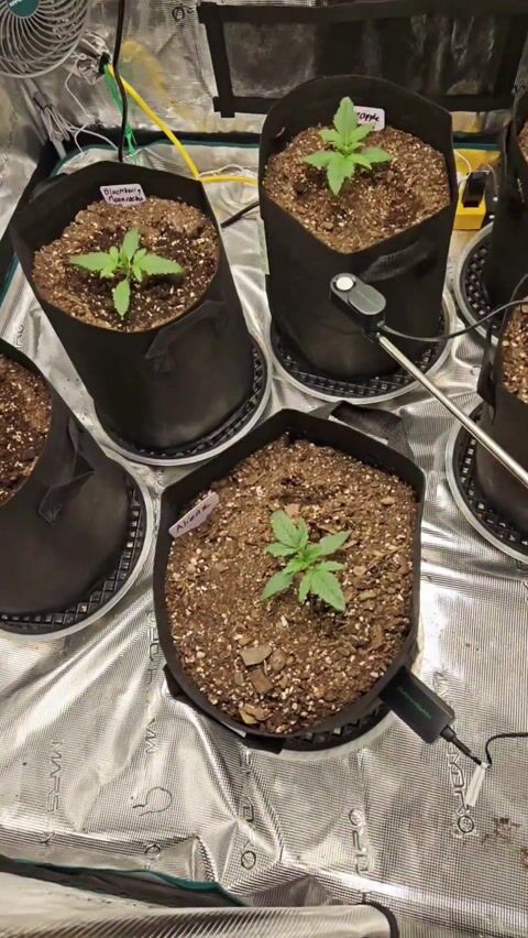 First Grow Journal