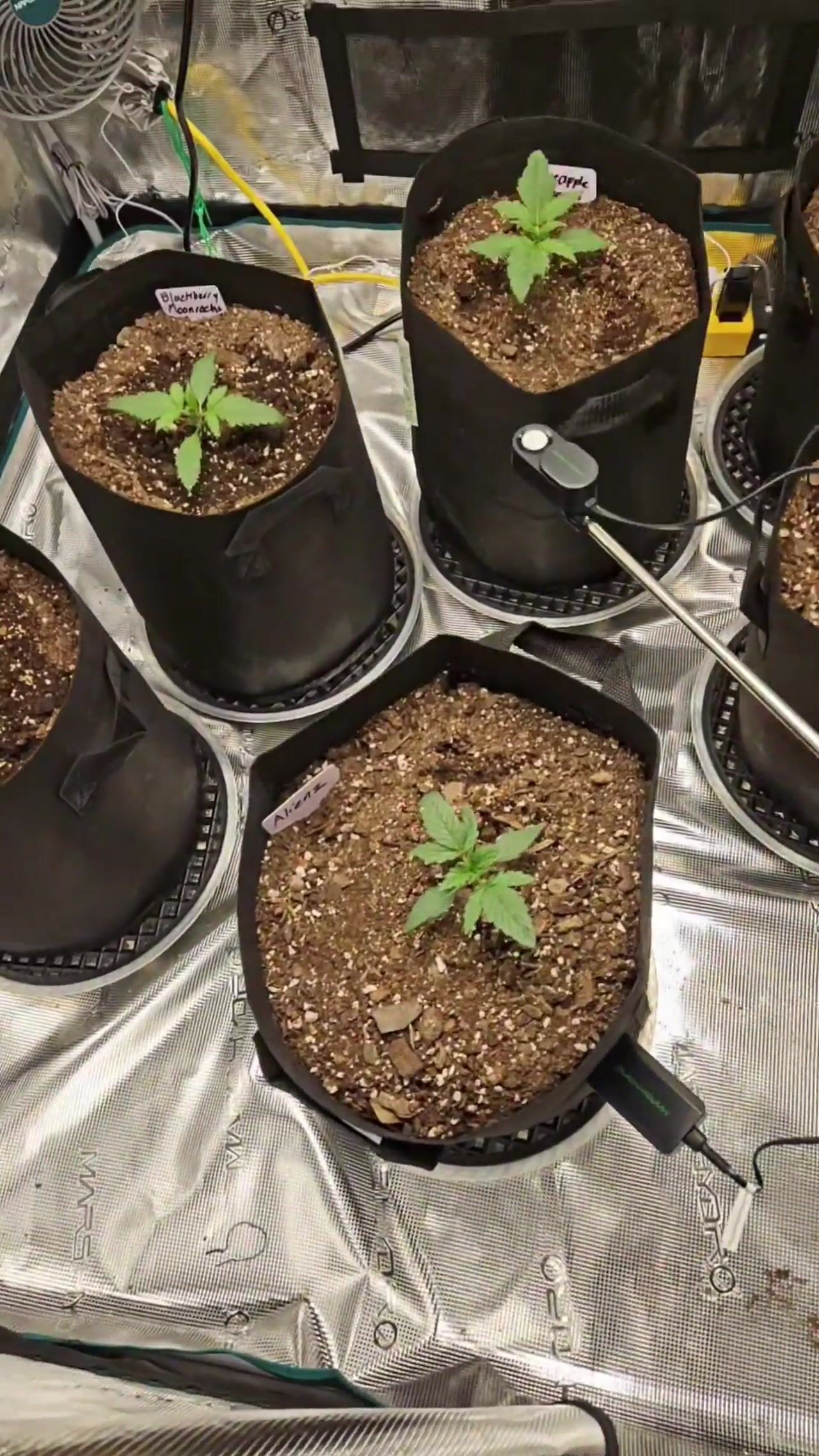 First Grow Journal
