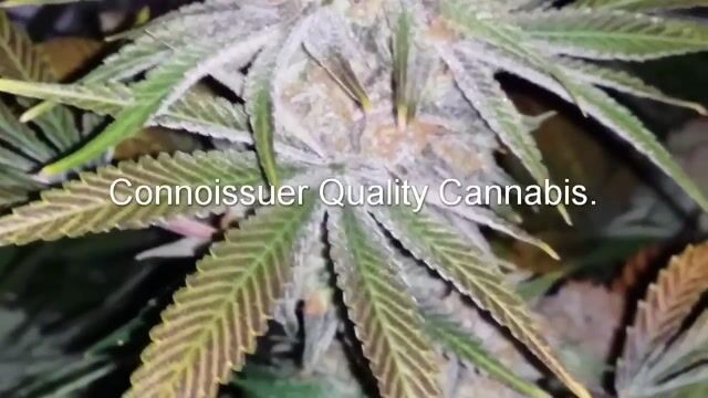 How To Germinate Cannabis Seeds!