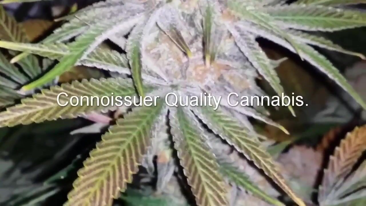 How To Germinate Cannabis Seeds!