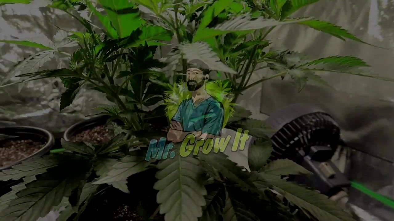 INDOOR CANNABIS GROW SERIES SEASON 03 EPISODE 5