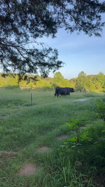 Joe the Bull