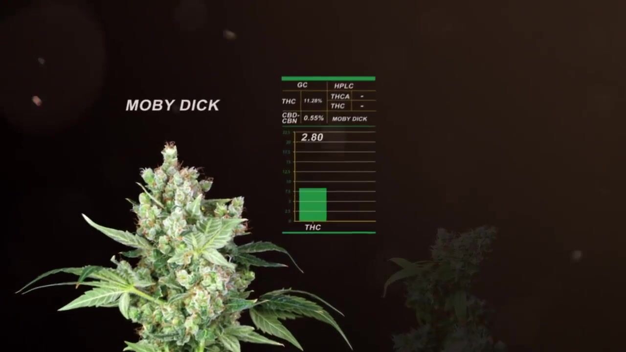 How to Make Weed Gummy Bears & Tutankhamen Strain Review
