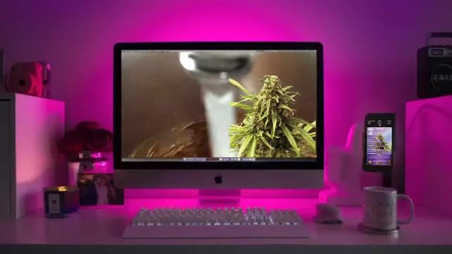 Cream Caramel Indica Feminized Marijuana Seeds Strain Characteristics Sonoma Seeds