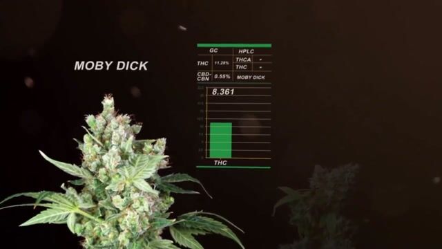 How To Harvest Cannabis!