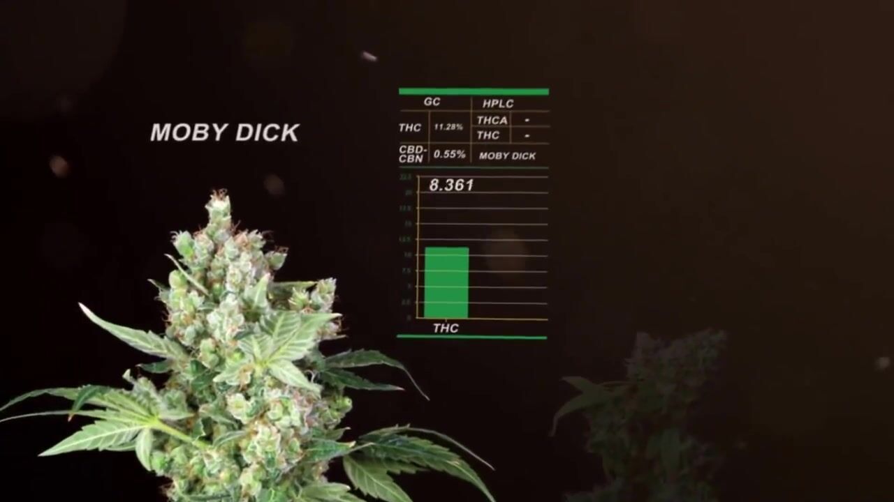 How To Harvest Cannabis!