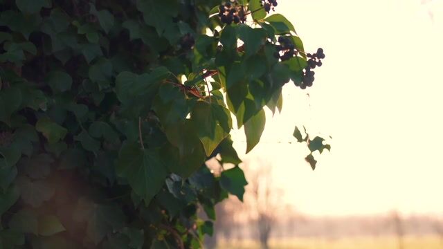 Vivaldi's Spring with Soothing Nature Videos