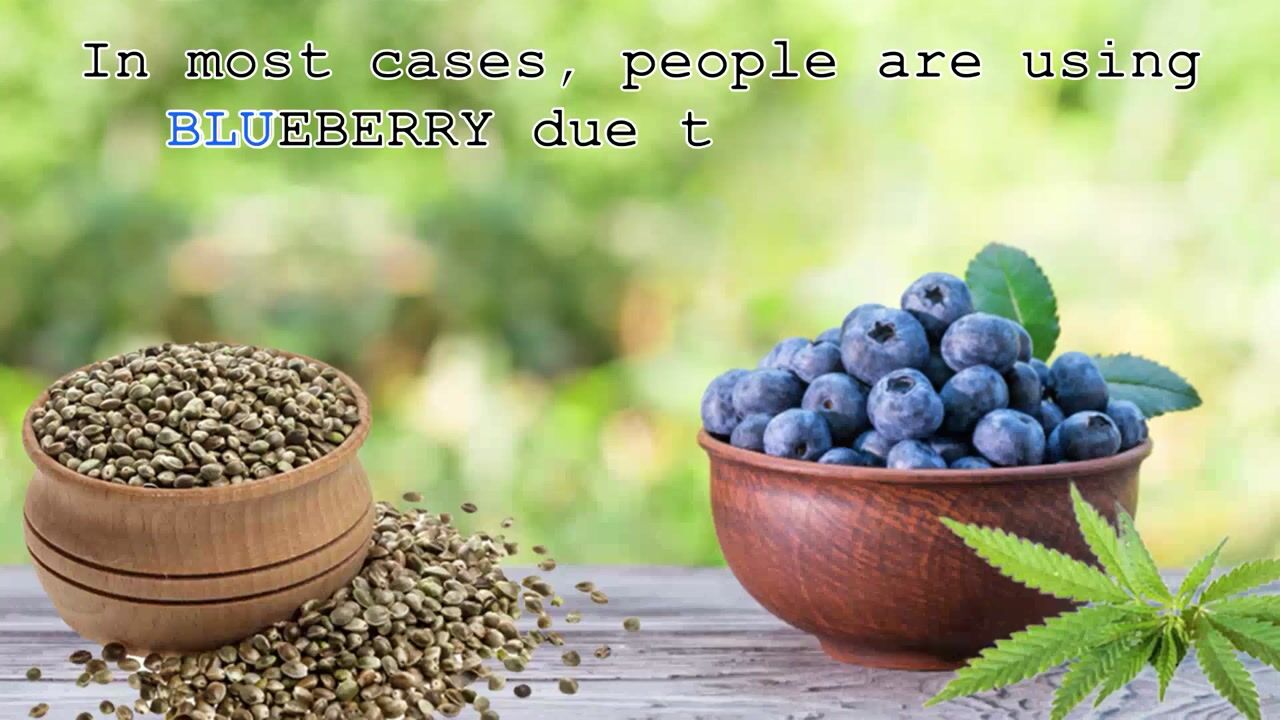 Blueberry Regular Marijuana Seeds Strain facts Crop King Seeds