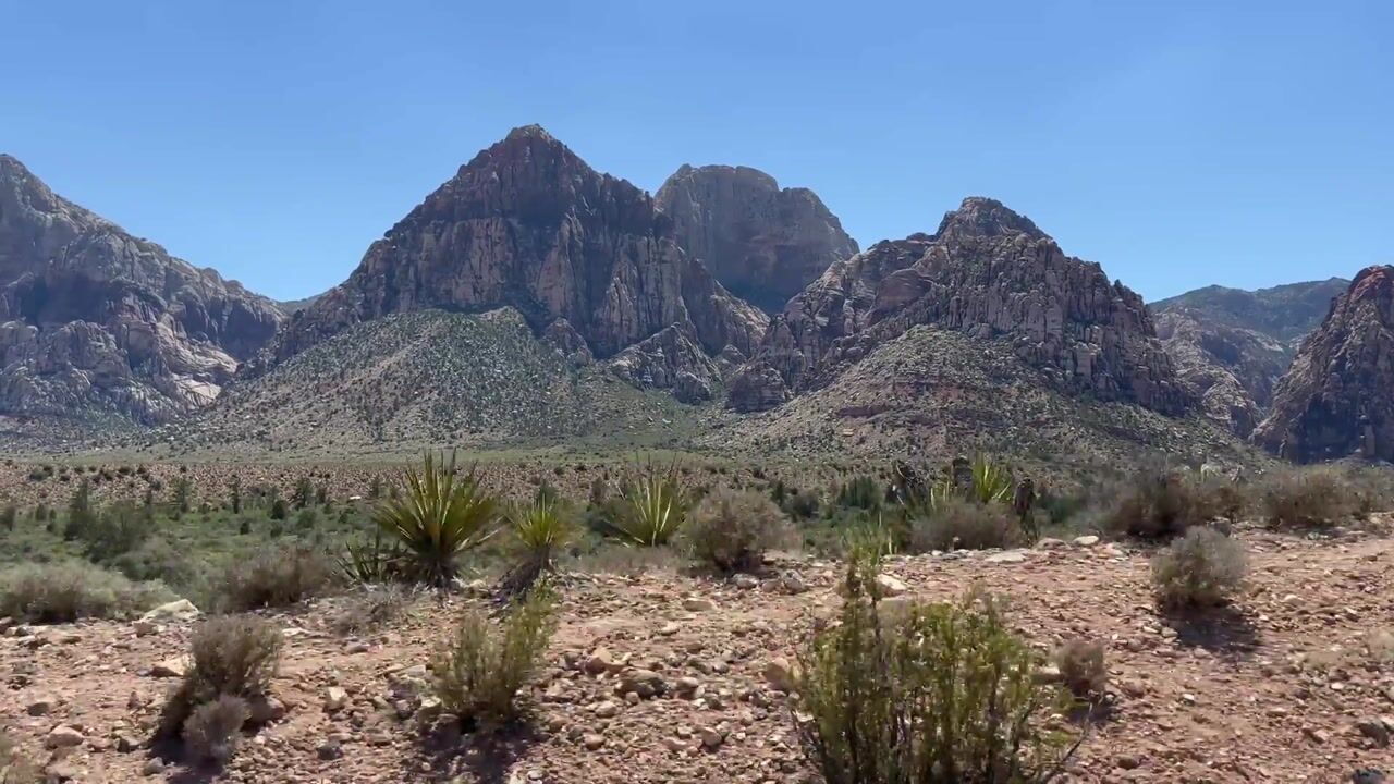 Desert Beauty