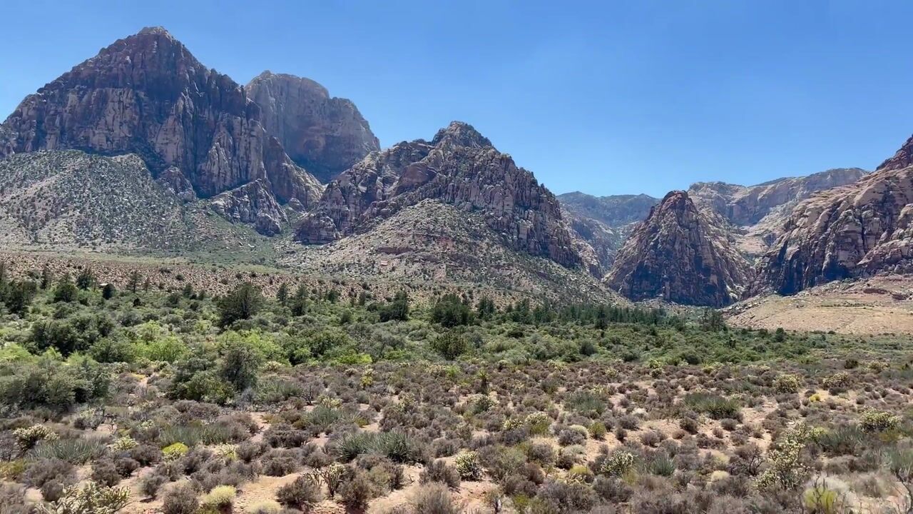 Desert Beauty
