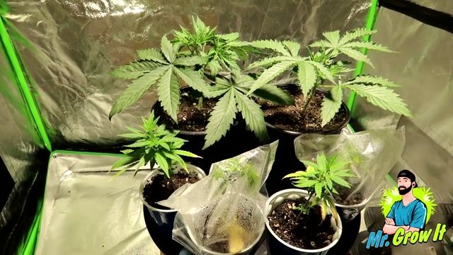 INDOOR CANNABIS GROW SERIES SEASON 03 EPISODE 3