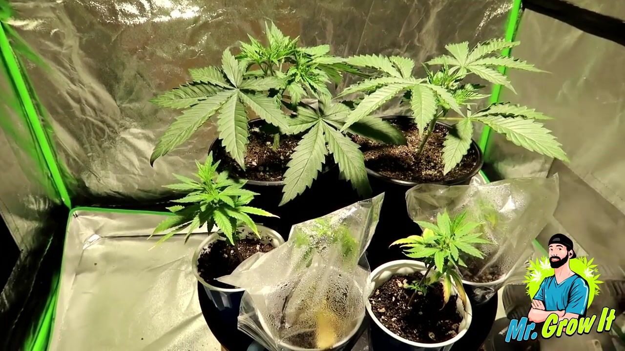 INDOOR CANNABIS GROW SERIES SEASON 03 EPISODE 3