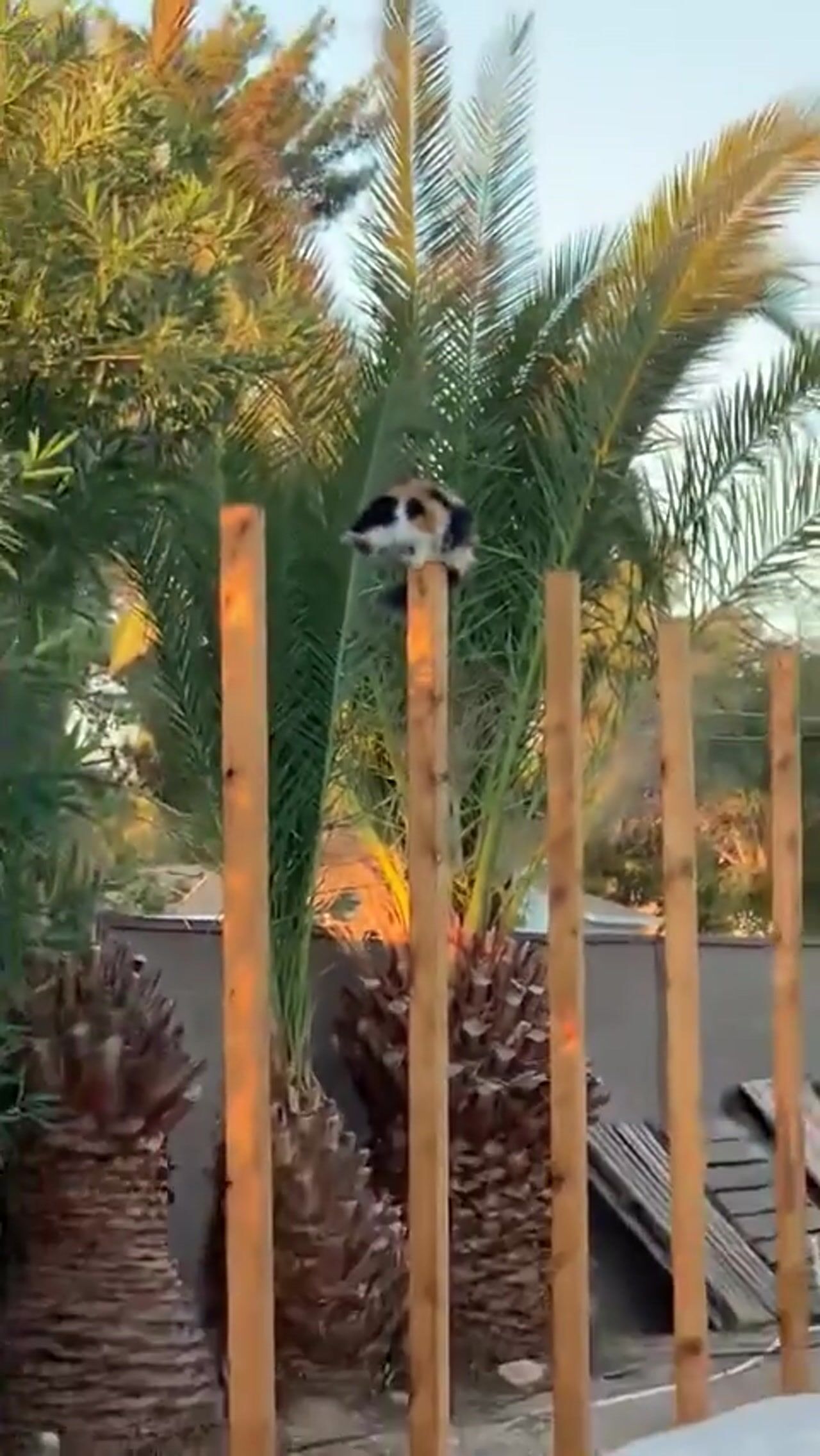Meowwow