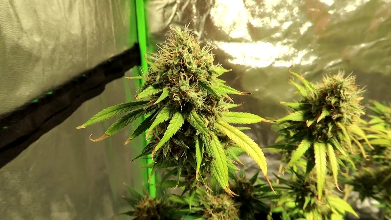 INDOOR CANNABIS GROW SERIES SEASON 03 EPISODE 12
