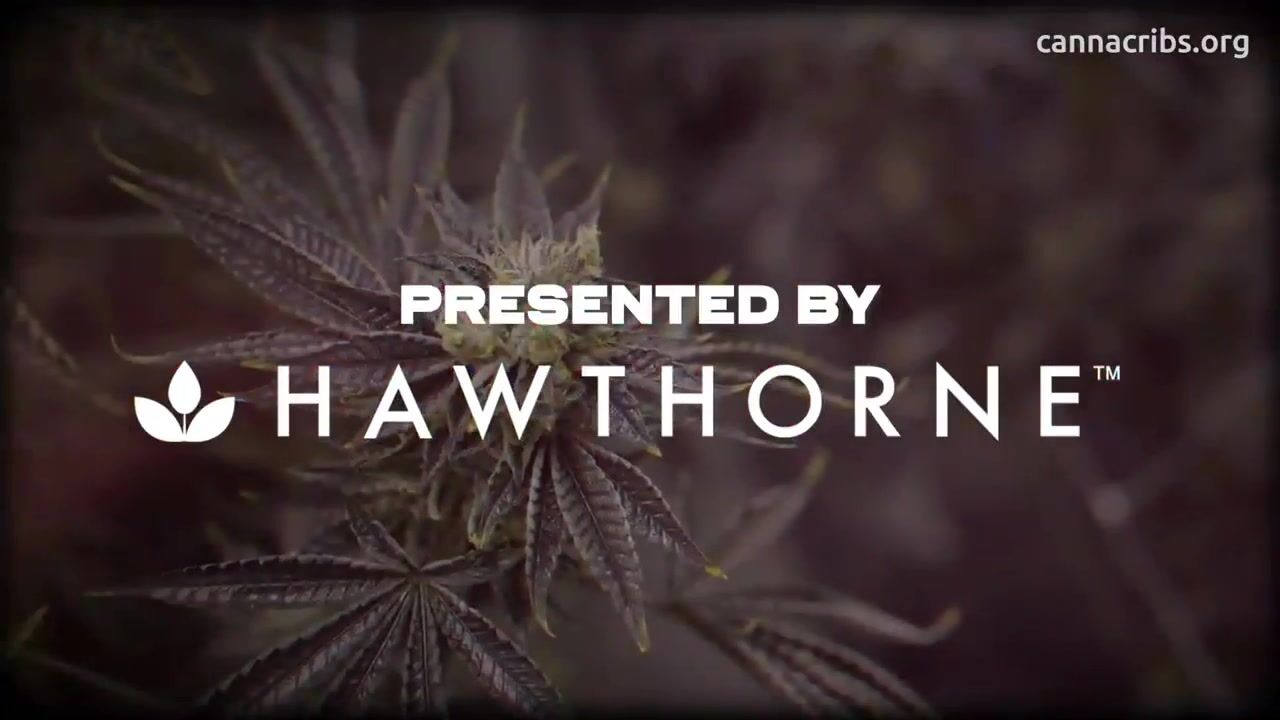Pheno Hunting Exotic Cannabis Strains with Pheno Hunter S. Thompson - Deep Roots: Pheno Exotic