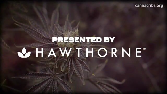 Pheno Hunting Exotic Cannabis Strains with Pheno Hunter S. Thompson - Deep Roots: Pheno Exotic