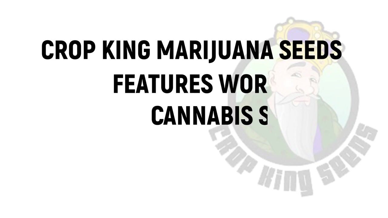 CB Dream Feminized Marijuana Seeds Strain Facts - Crop King Seeds