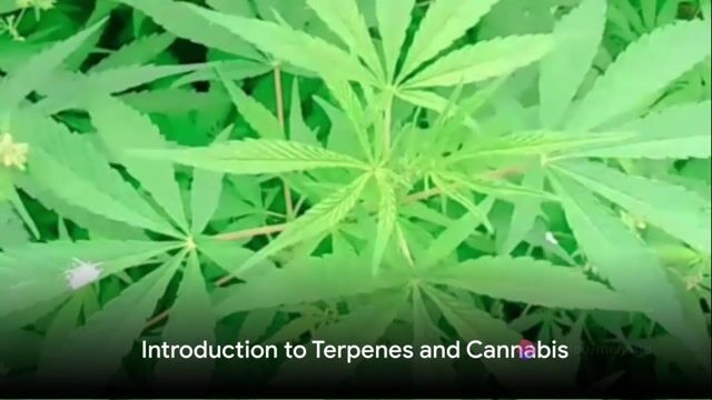 Terpenes...let's talk about them!